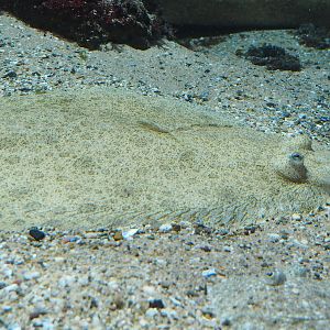 Turbot (Scophthalmus maximus), 2022-10-29