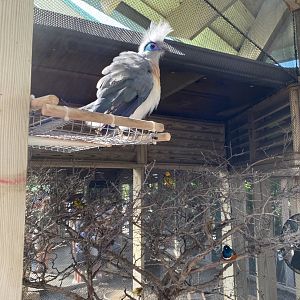 Crested Coua - Flights of Fancy