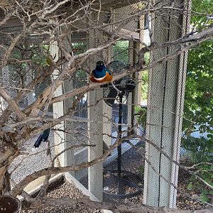 Superb Starling - Flights of Fancy