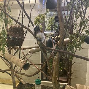 Cotton Top Tamarin - Visitor’s Center