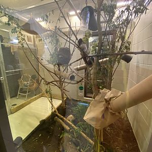 Cotton Top Tamarin Habitat - Visitors Center