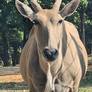 Lazy 5 Ranch - Common Eland