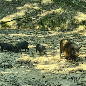 Lazy 5 Ranch - Potbelly sow and her piglets