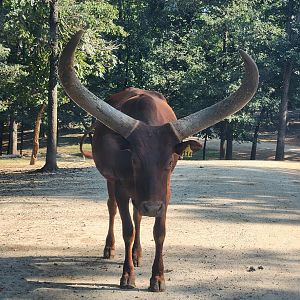 Lazy 5 Ranch - Watusi blocking the road