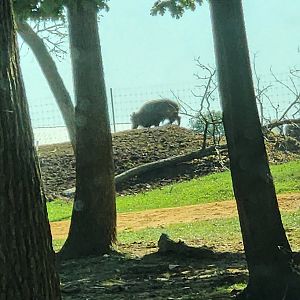 Lazy 5 Ranch - Unknown ungulate (possibly a Himalayan Tahr?)