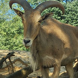 Lazy 5 Ranch - Barbary Sheep