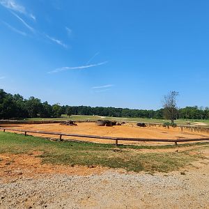 Lazy 5 Ranch - Collared Peccary enclosure
