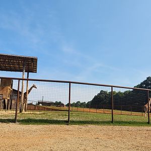 Lazy 5 Ranch - Giraffe yard