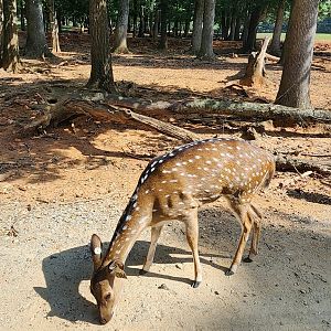 Lazy 5 Ranch - Chital