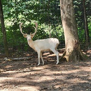 Lazy 5 Ranch - Fallow Deer