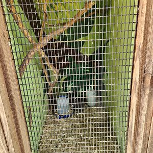 Lazy 5 Ranch - Tiny bird exhibits