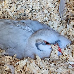 Lazy 5 Ranch - Leucistic Chukar