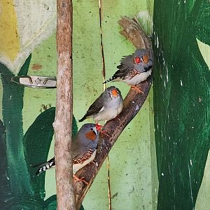Lazy 5 Ranch - Zebra Finches