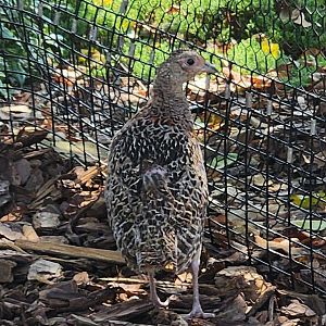 Lazy 5 Ranch - Unknown bird in aviary