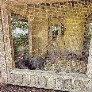 Lazy 5 Ranch - Small cage for huge chicken