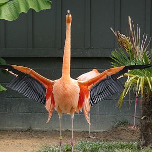 Caribbean Flamingo