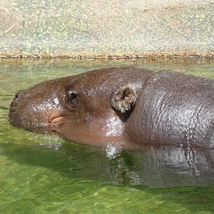 Pygmy Hippo