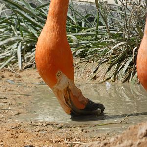 Caribbean Flamingo