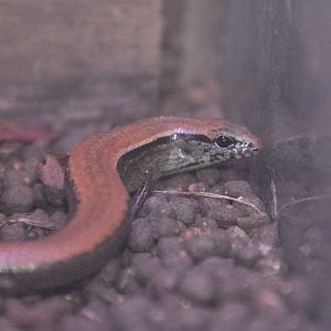 Ryukyu short-legged skink (Ateuchosaurus okinavensis)