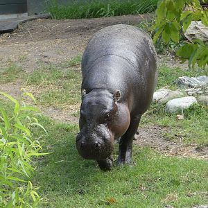 Pygmy Hippo at the Greensboro Science Center
