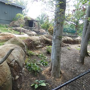 Pygmy Hippo exhibit