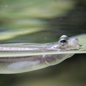 Four-eyed fish (Anableps anableps)