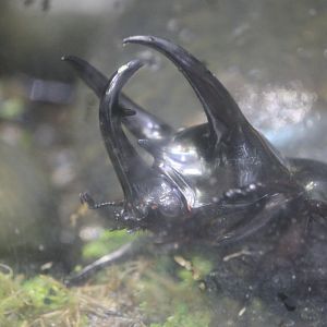 Caucasus beetle (Chalcosoma caucasus)