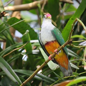 Beautiful fruit dove (Ptilinopus pulchellus)