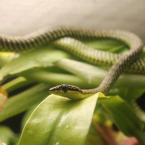 Paradise tree snake (Chrysopelea paradisi)