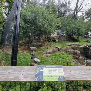 Brandywine - Andean Condor