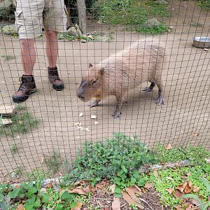 Brandywine - Capybara, a 10-year-old girl found wandering around in Massachusetts