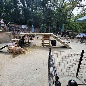 Brandywine - Goat interaction yard