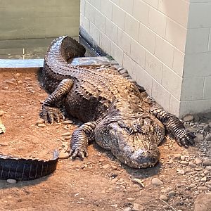 Rocky the enormous American Alligator