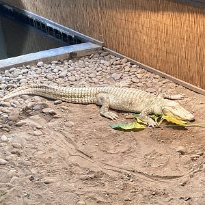 Albino American Alligator