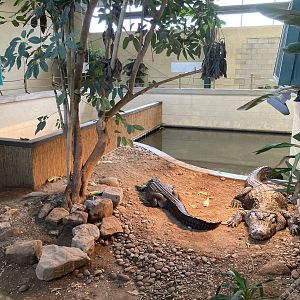 American Alligator exhibits