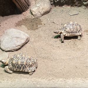 Star Tortoises