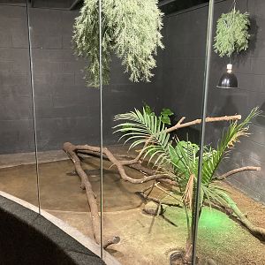 Dwarf Crocodile exhibit