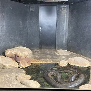 Green Anaconda exhibit