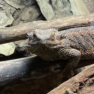 Bearded Dragon