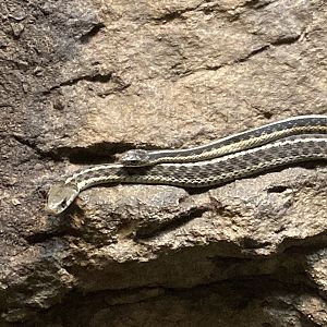Garter Snakes