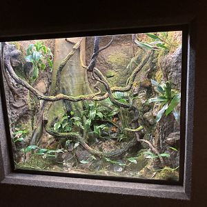 Eyelash Viper and Dart Frog mixed exhibit