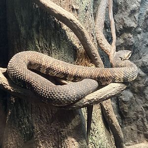 Cottonmouth