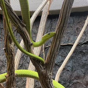 Green Mamba
