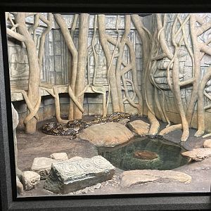 Reticulated Python exhibit