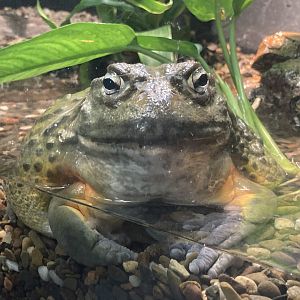 African Bullfrog