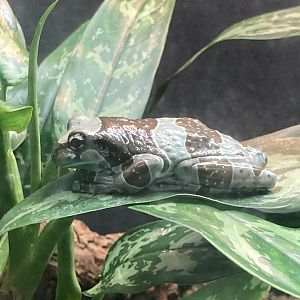 Milk Tree Frog
