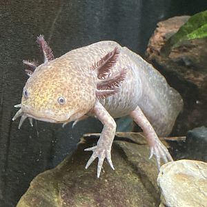 Axolotyl