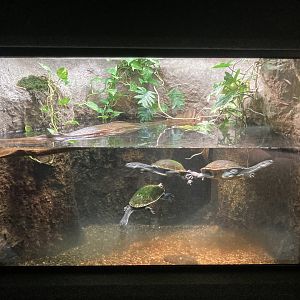 Roti Island Snake Necked Turtle