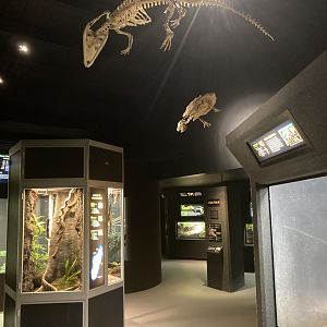 Reptile House hallway example (with hanging skeletons)