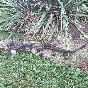 Cuban Rock Iguana